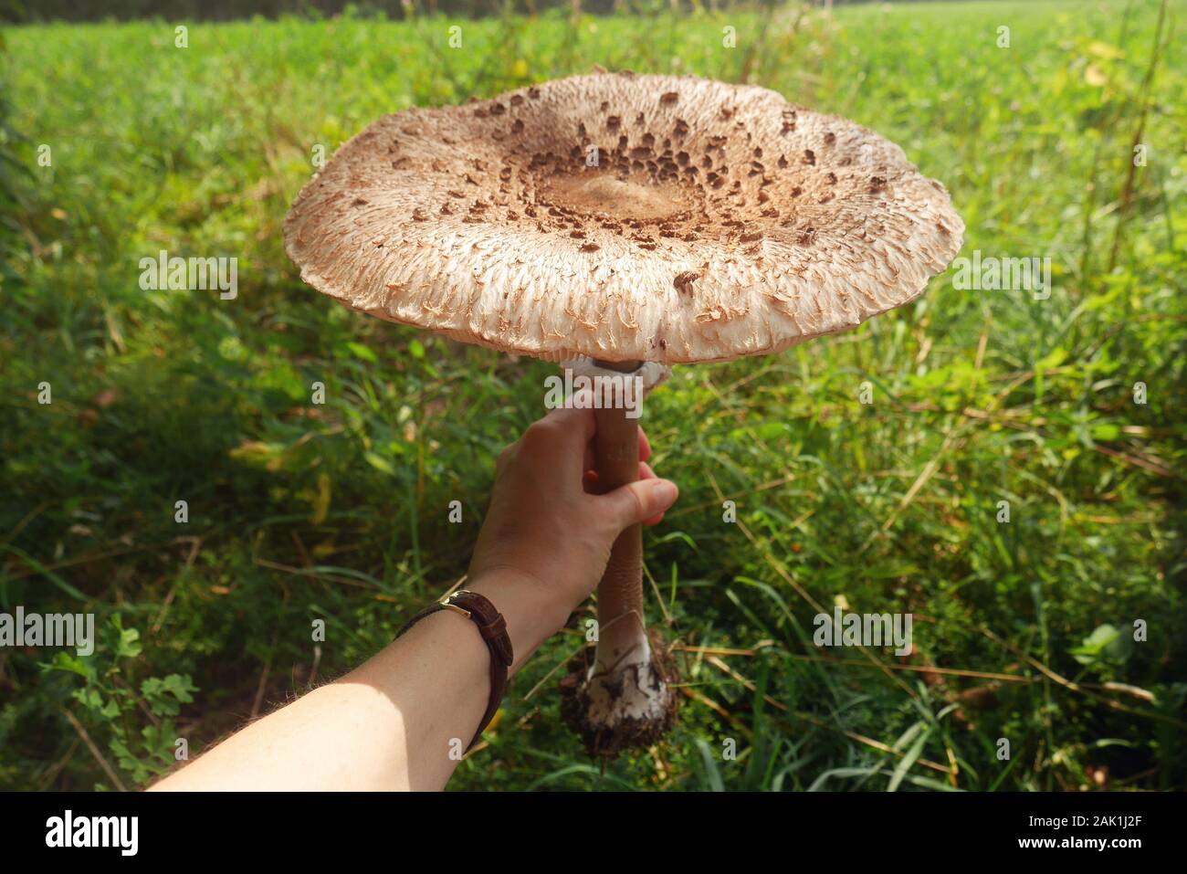 big mushroom in hand (Macrolepiota procera, the parasol mushroom) - mushroom with a large parasol held in hand, on a meadow on a sunny day Stock Photo