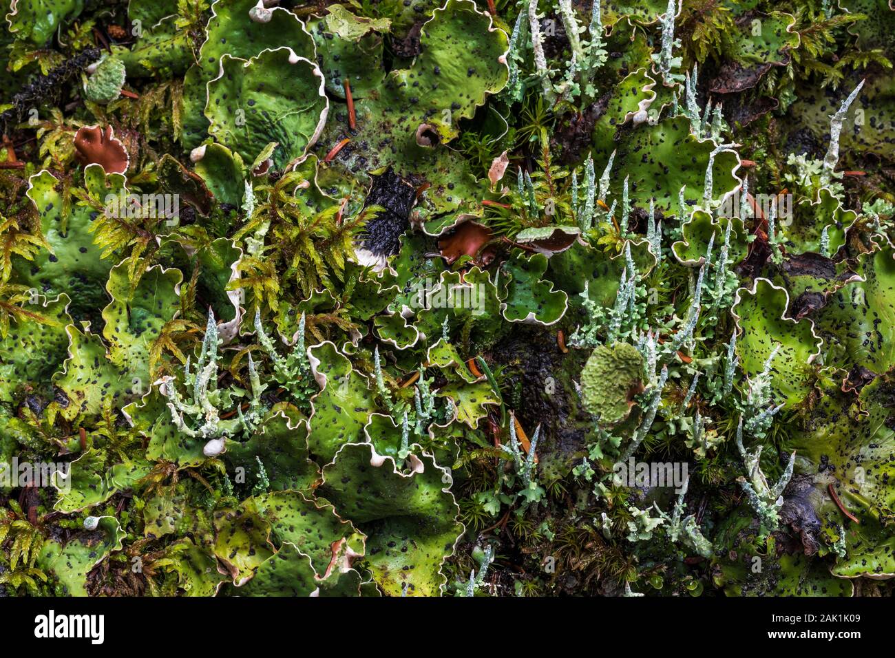 Peltigera aphthosa and Cladonia squamosa lichens growing in the forest around Lake O'Hara in September in Yoho National Park, British Columbia, Canada Stock Photo
