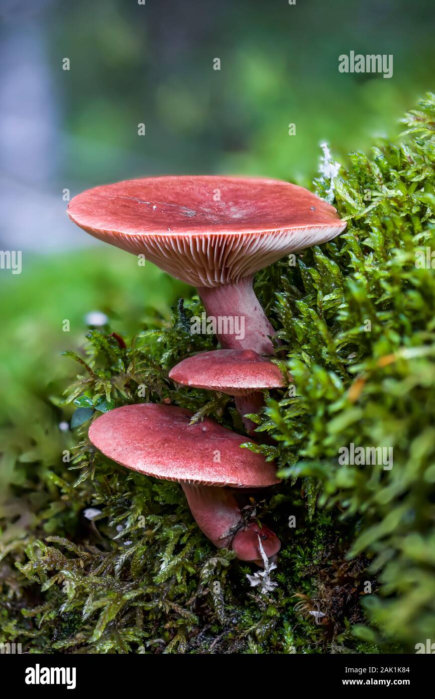 Gilled mushroom growing from on a mossy forest floor in September in Yoho National Park, British Columbia, Canada Stock Photo