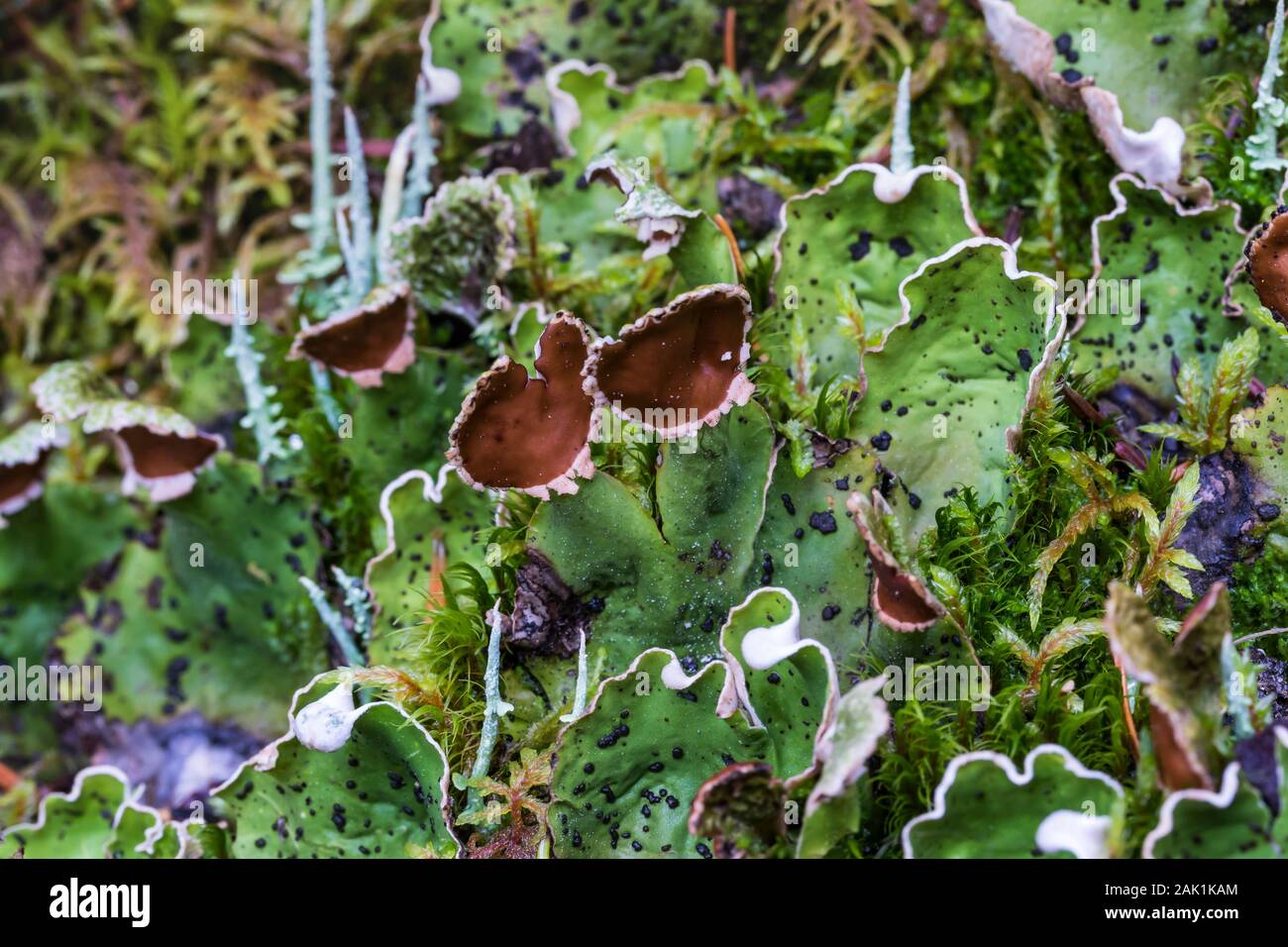 Peltigera aphthosa lichens growing in the forest around Lake O'Hara in September in Yoho National Park, British Columbia, Canada Stock Photo