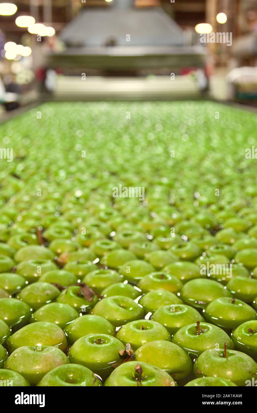 Fresh, green apples in a fruit packaging warehouse Stock Photo Alamy