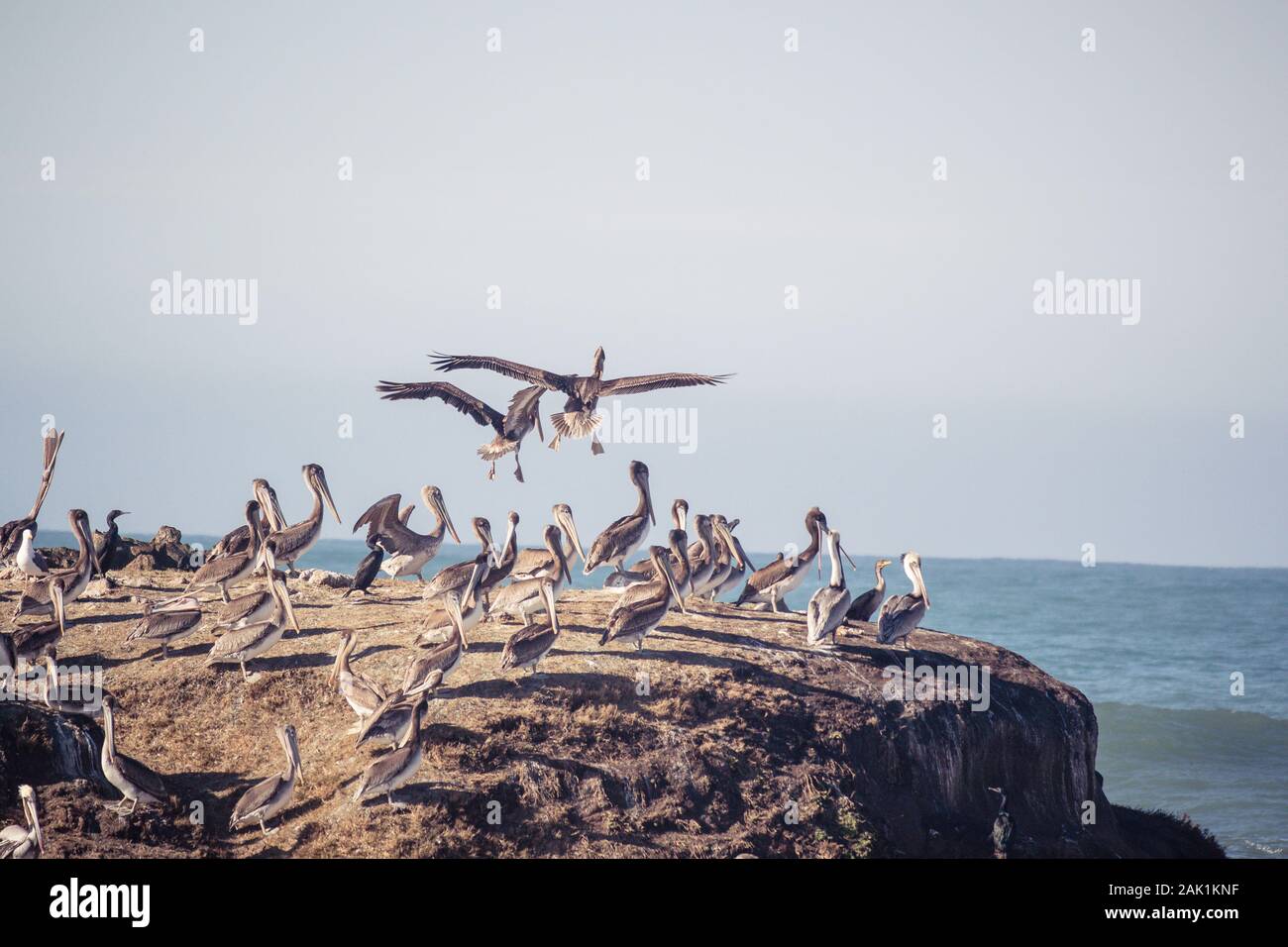 Large flock of Brown Pelicans on a rock in Pacific Ocean. Two pelicans in formation in flight - descending to land. Stock Photo