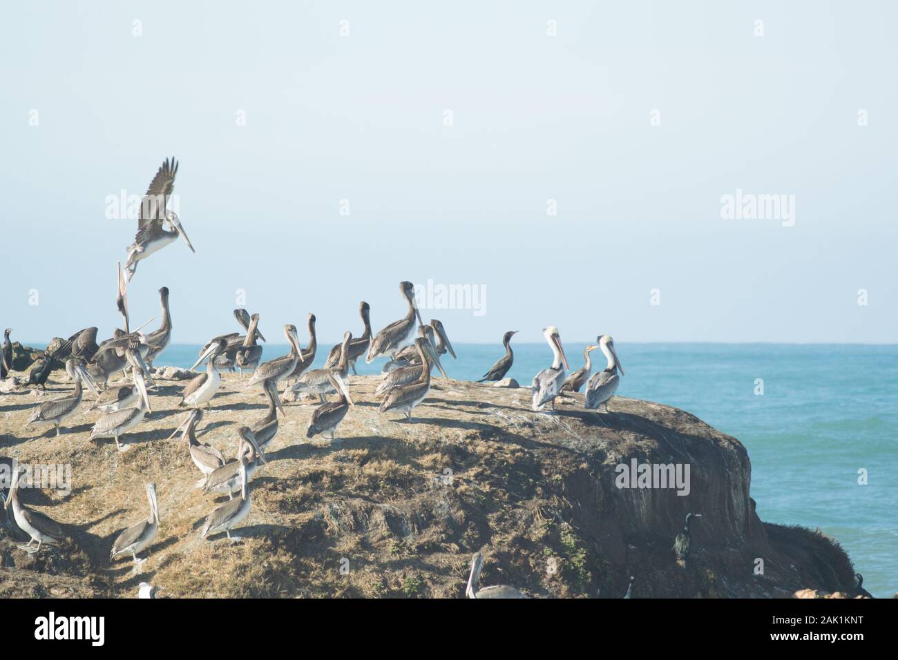 Large flock of Brown Pelicans on a rock in Pacific Ocean. One pelican taking off in flight. Stock Photo