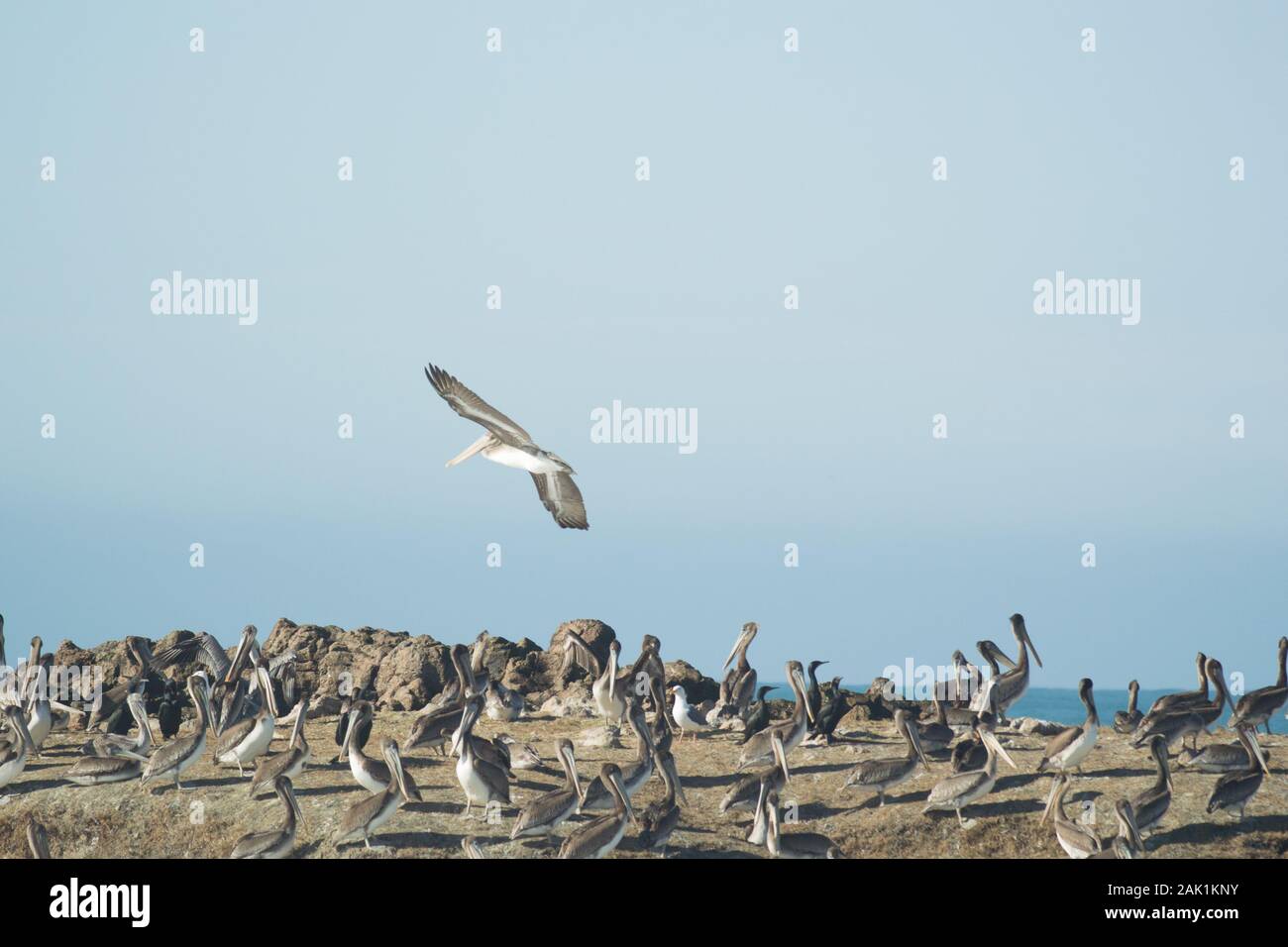 Large flock of Brown Pelicans on a rock in Pacific Ocean. One pelican coming in to land. Stock Photo