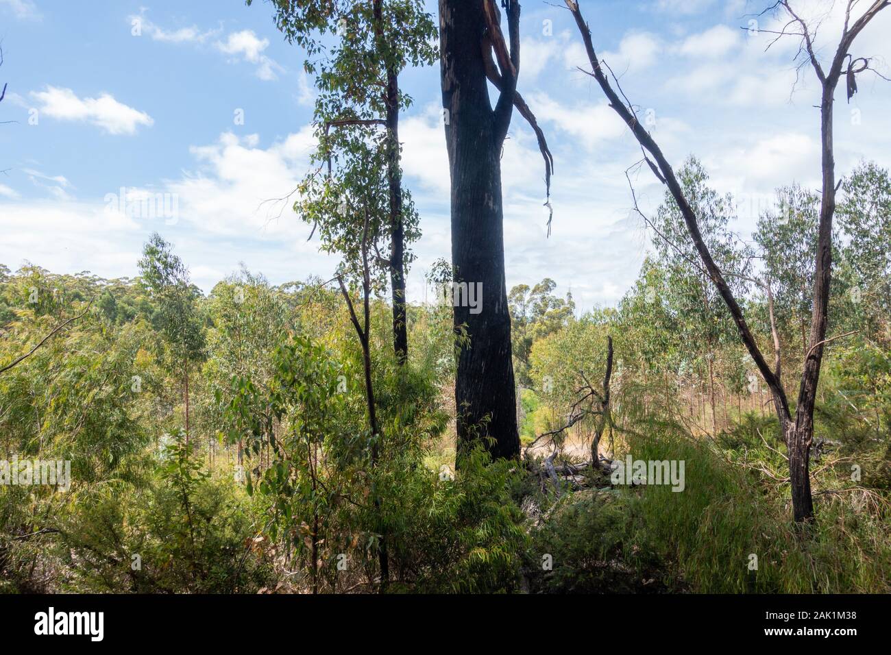 Australia, South West, Western Australia, 01/January/2020, Nationalpark, Im Bild: Bushland und Wald, Hier hat es vor kurzem noch gebrannt. An den Bäum Stock Photo