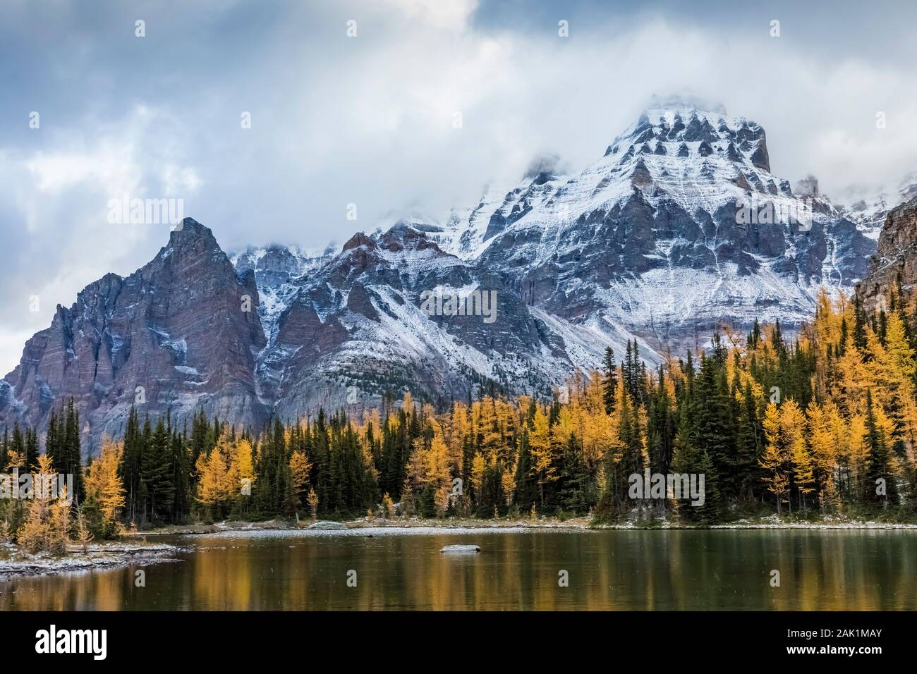 Alpine Larches, Larix lyallii, around Schaffer Lake with Wiwaxy Peaks and Mount Huber distant, in September in Yoho National Park, British Columbia, C Stock Photo