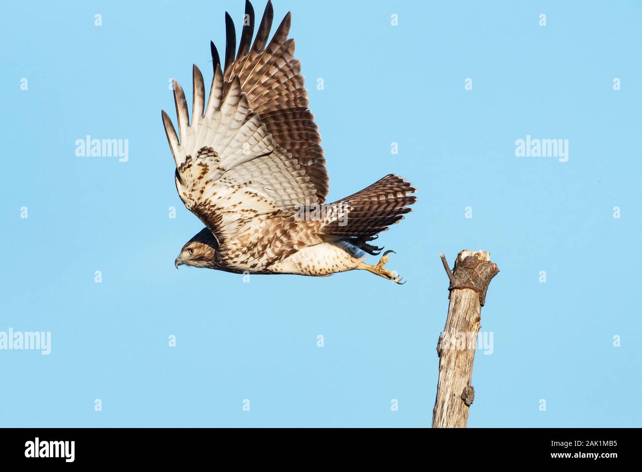 Juvenile red tailed hawk hi-res stock photography and images - Alamy