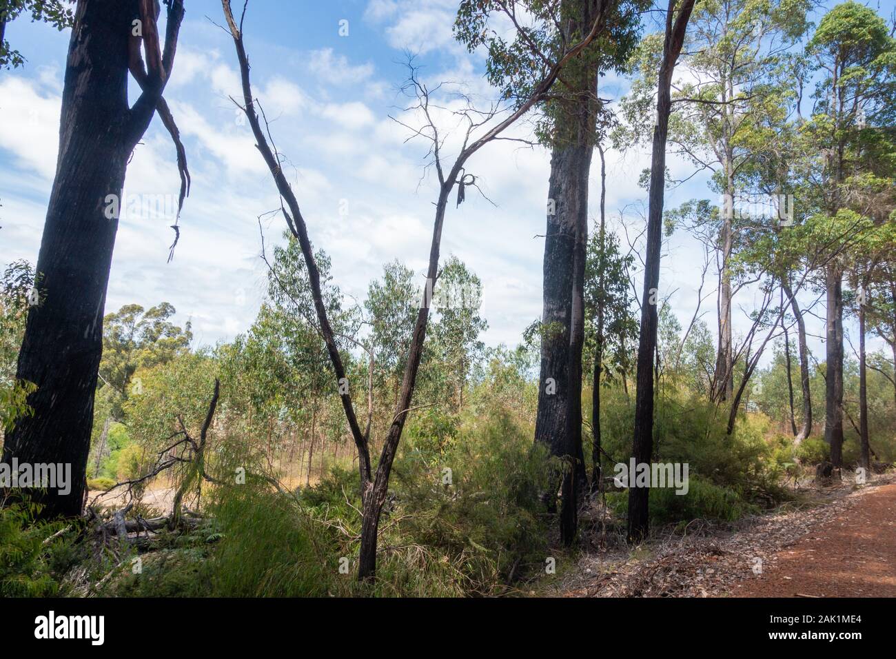 Australia, South West, Western Australia, 01/January/2020, Nationalpark, Im Bild: Bushland und Wald, Hier hat es vor kurzem noch gebrannt. An den Bäum Stock Photo