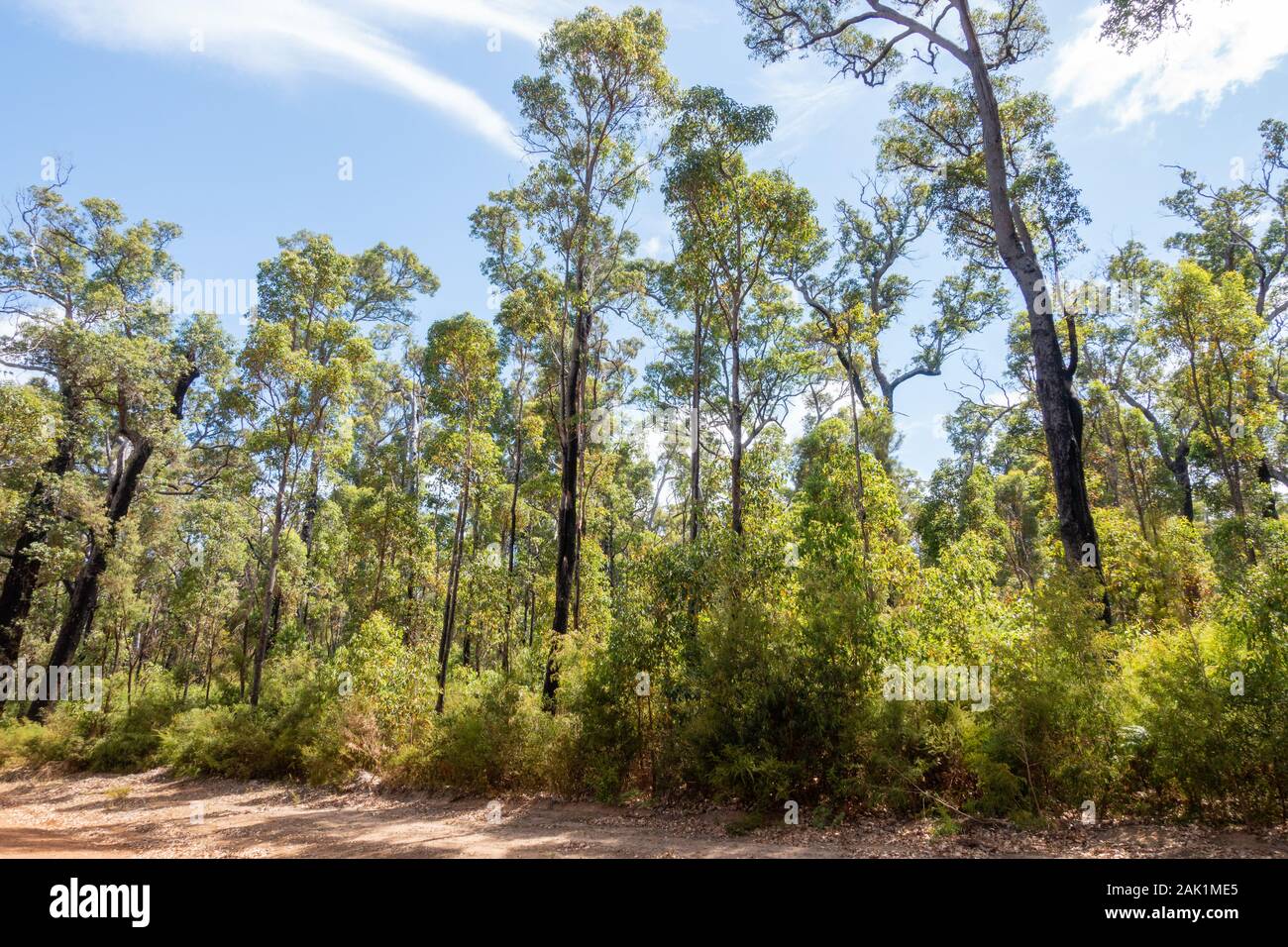 Australia, South West, Western Australia, 01/January/2020, Nationalpark, Im Bild: Bushland und Wald, Hier hat es vor kurzem noch gebrannt. An den Bäum Stock Photo