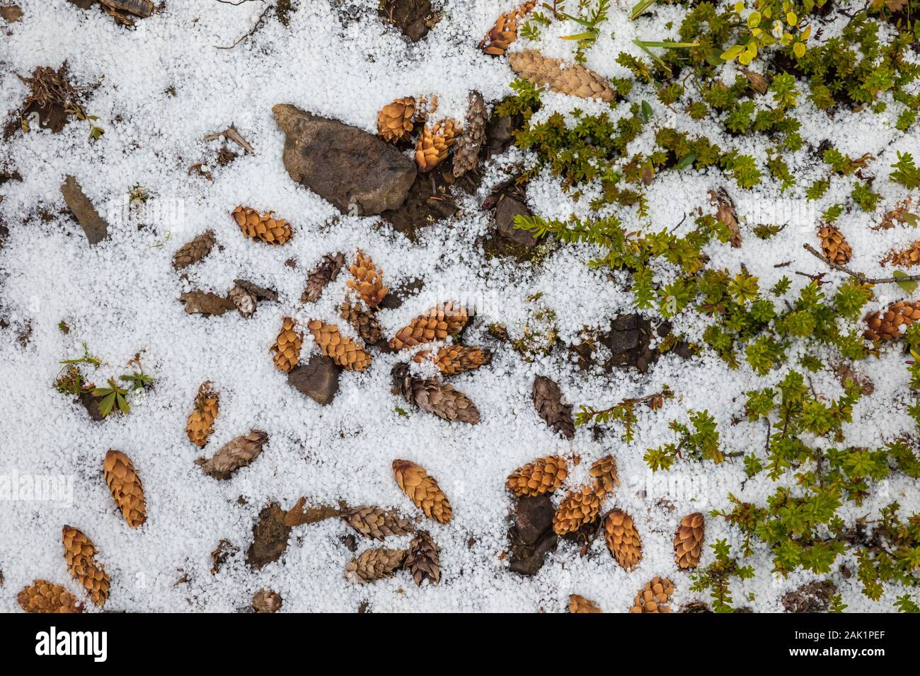 Engelmann Spruce, Picea engelmannii, dropped by a Red Squirrel, Tamiasciurus hudsonicus, on a snowy September day in Yoho National Park, British Colum Stock Photo