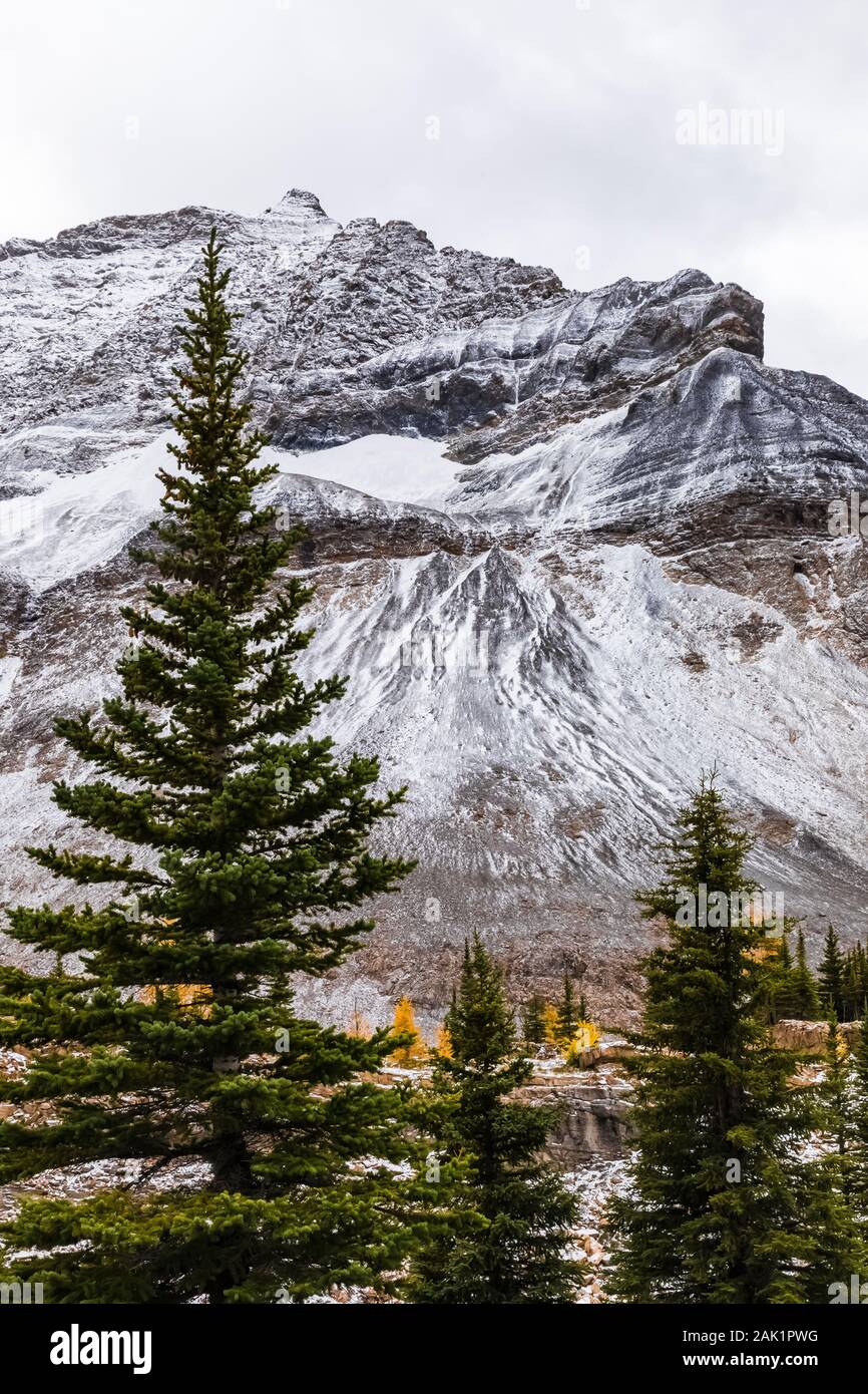 Englemann Spruces, Picea englemannii, with Park Mountain distant on Lake McArthur Trail in September in Yoho National Park, British Columbia, Canada Stock Photo