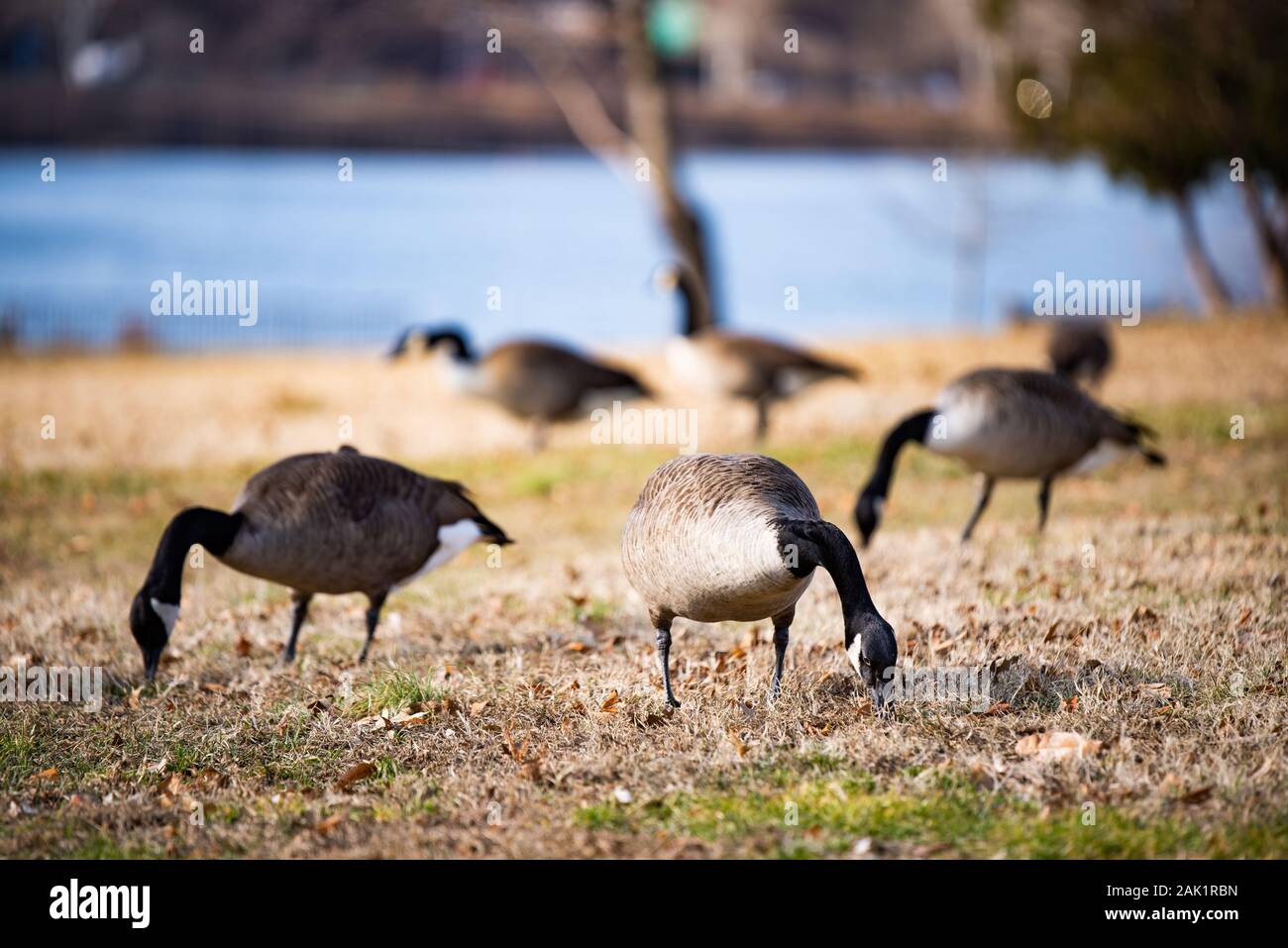 Canadian Geese graze on a wintery lawn next to Philadlephia's Schuylkill River. Stock Photo