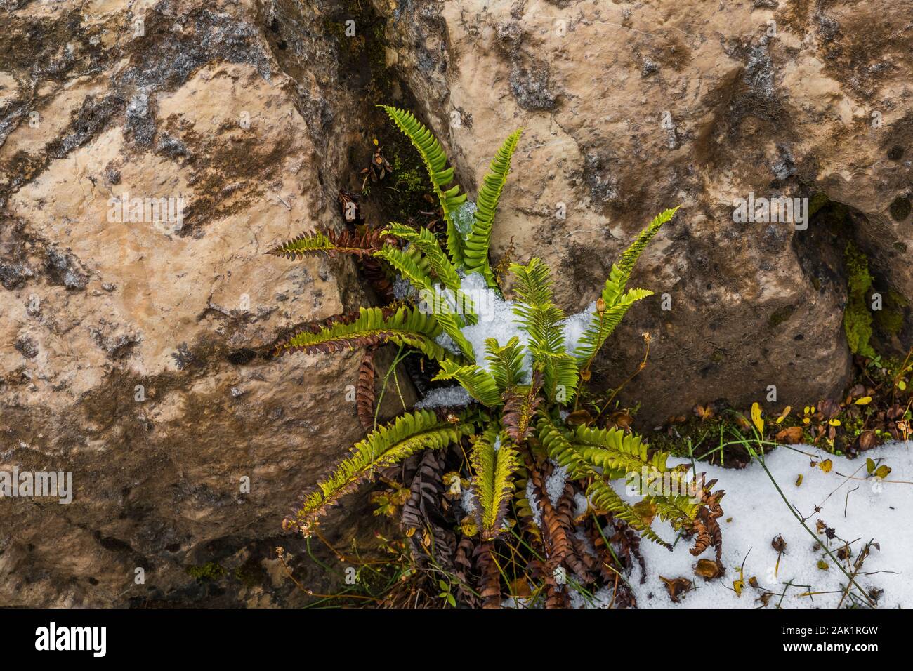 Northern Holly Fern, Polystichum lonchitis, growing in rocks near Lake McArthur in September in Yoho National Park, British Columbia, Canada Stock Photo