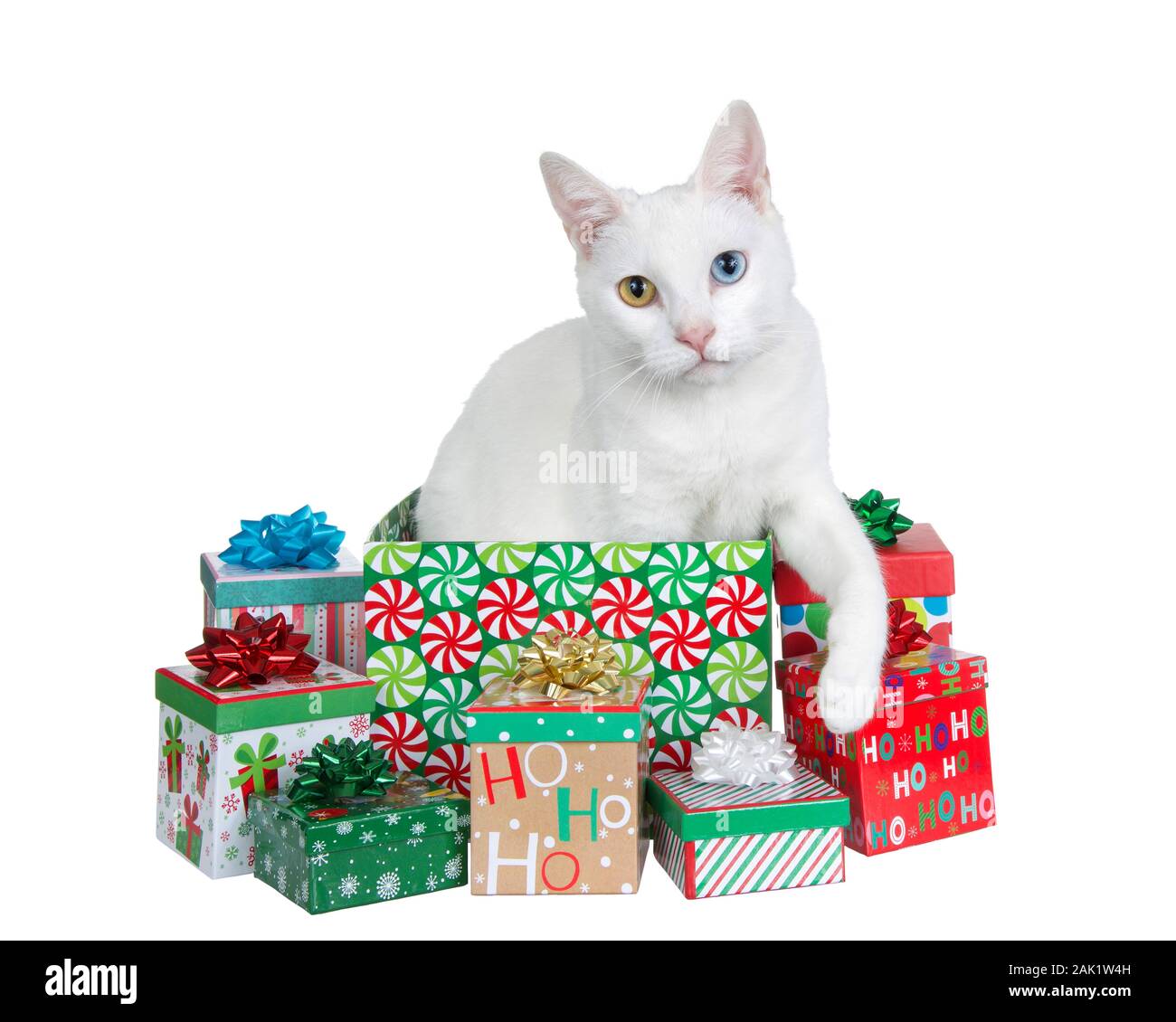 White cat with heterochromia, odd eyes, popping out of a colorful Christmas present surrounded by smaller boxes isolated on white background. Stock Photo