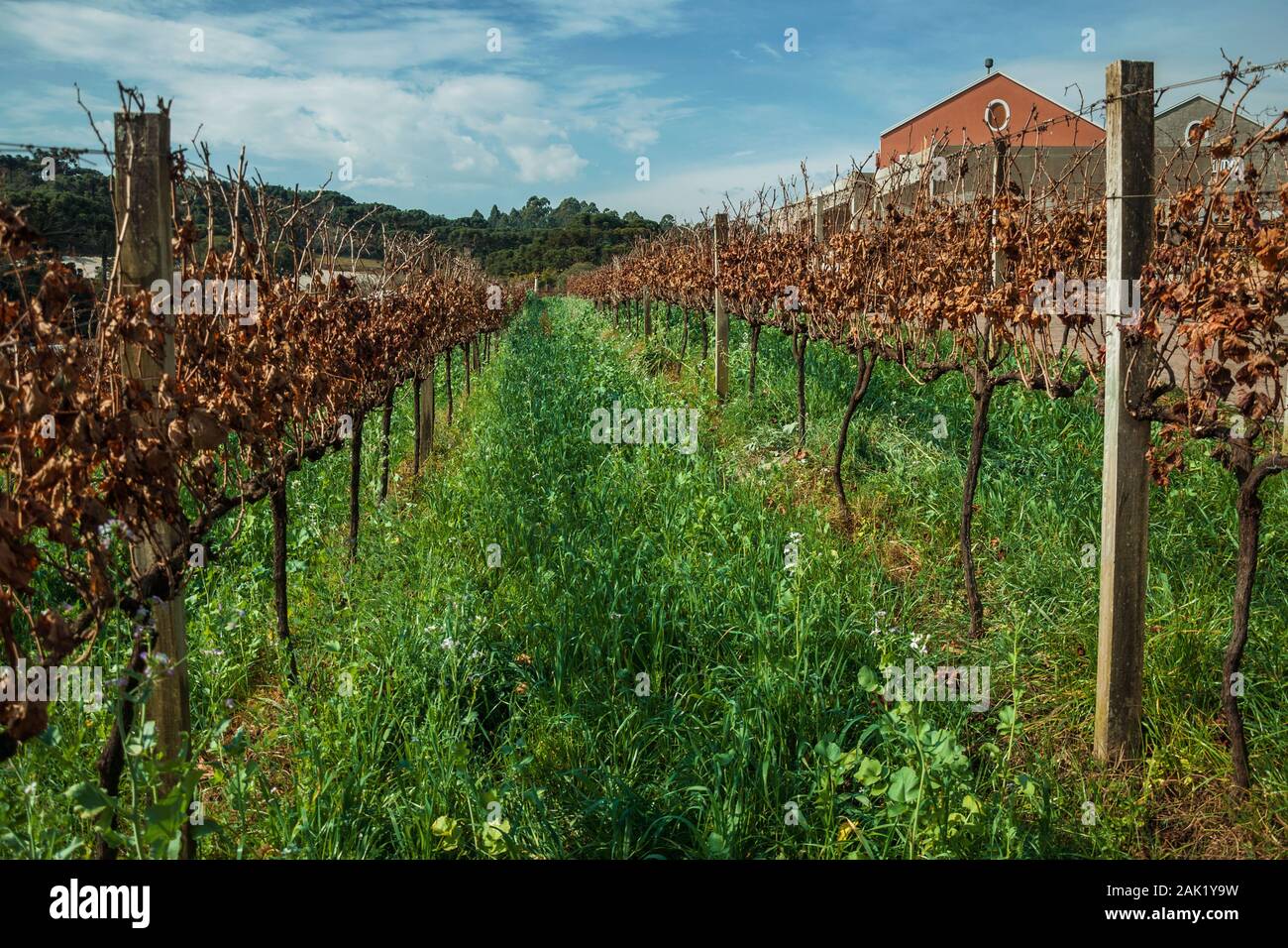 Grapevine Pergola High Resolution Stock Photography and Images Alamy