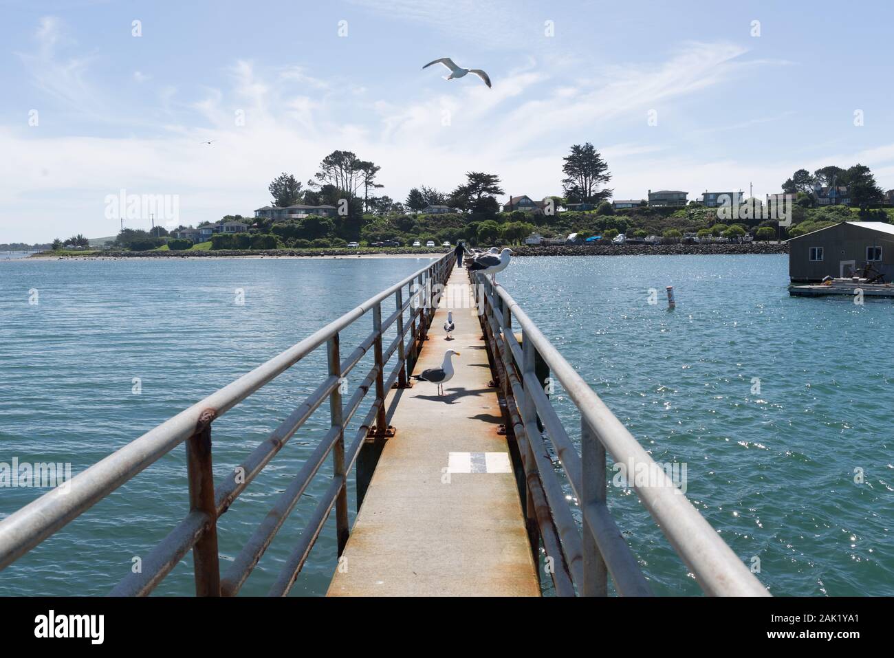 birds on Bodega Bay, California, city where filmed The Birds by Alfred Hitchcock Stock Photo