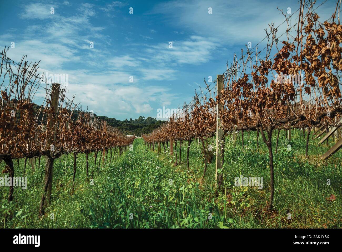 Pergola training hires stock photography and images Alamy