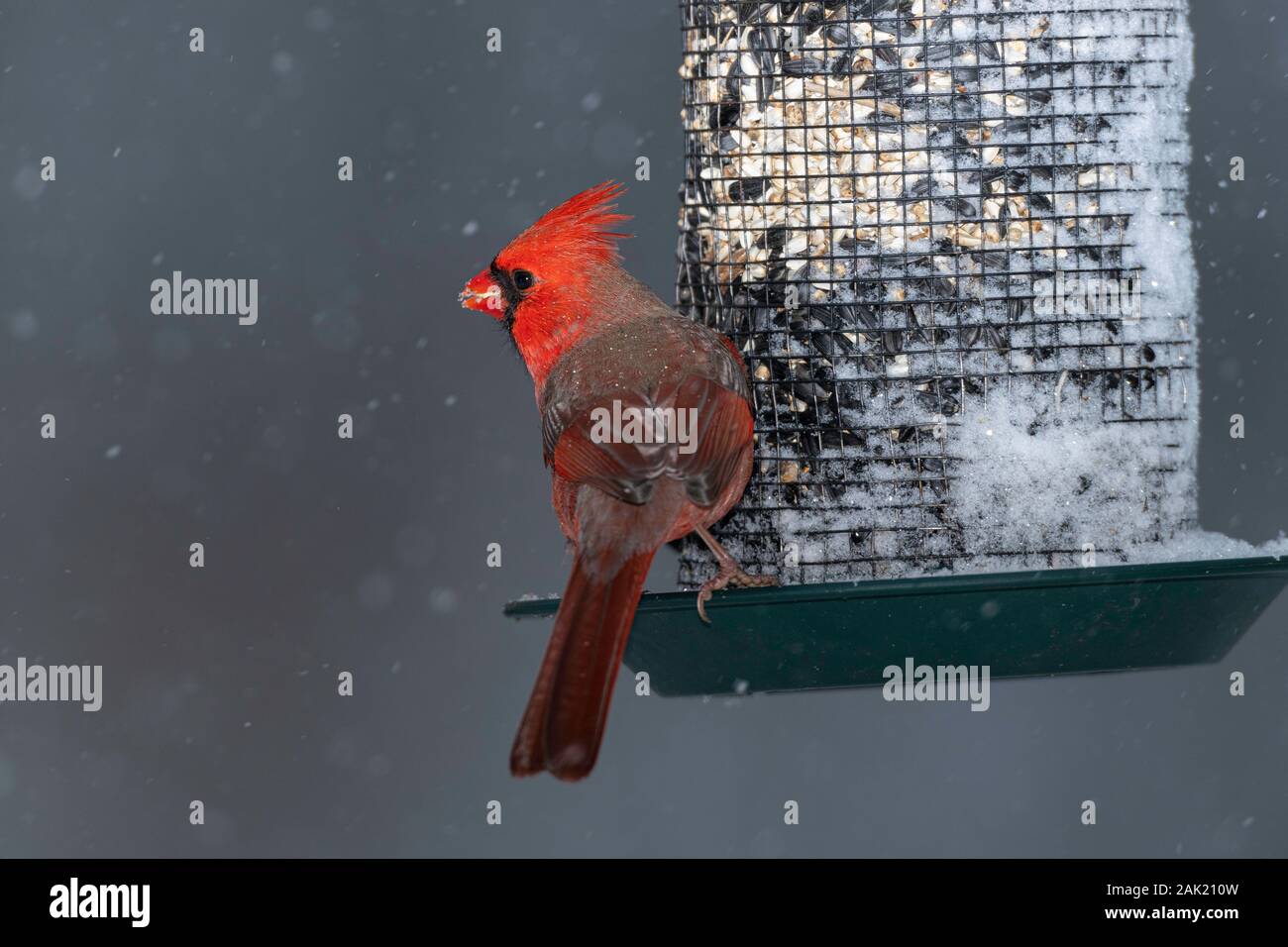 Male Northern Cardinal Stock Photo - Alamy