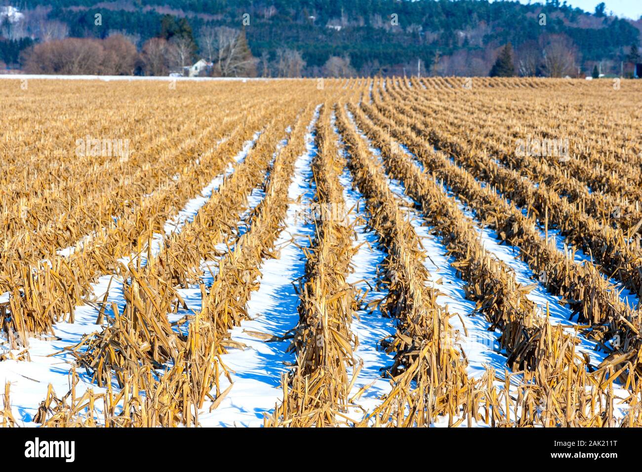 Corn field in winter Stock Photo - Alamy