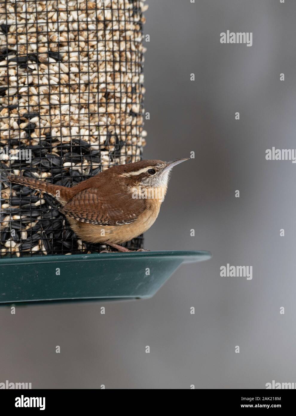 Carolina Wren On Winter Seed Feeder Stock Photo 338720388 Alamy