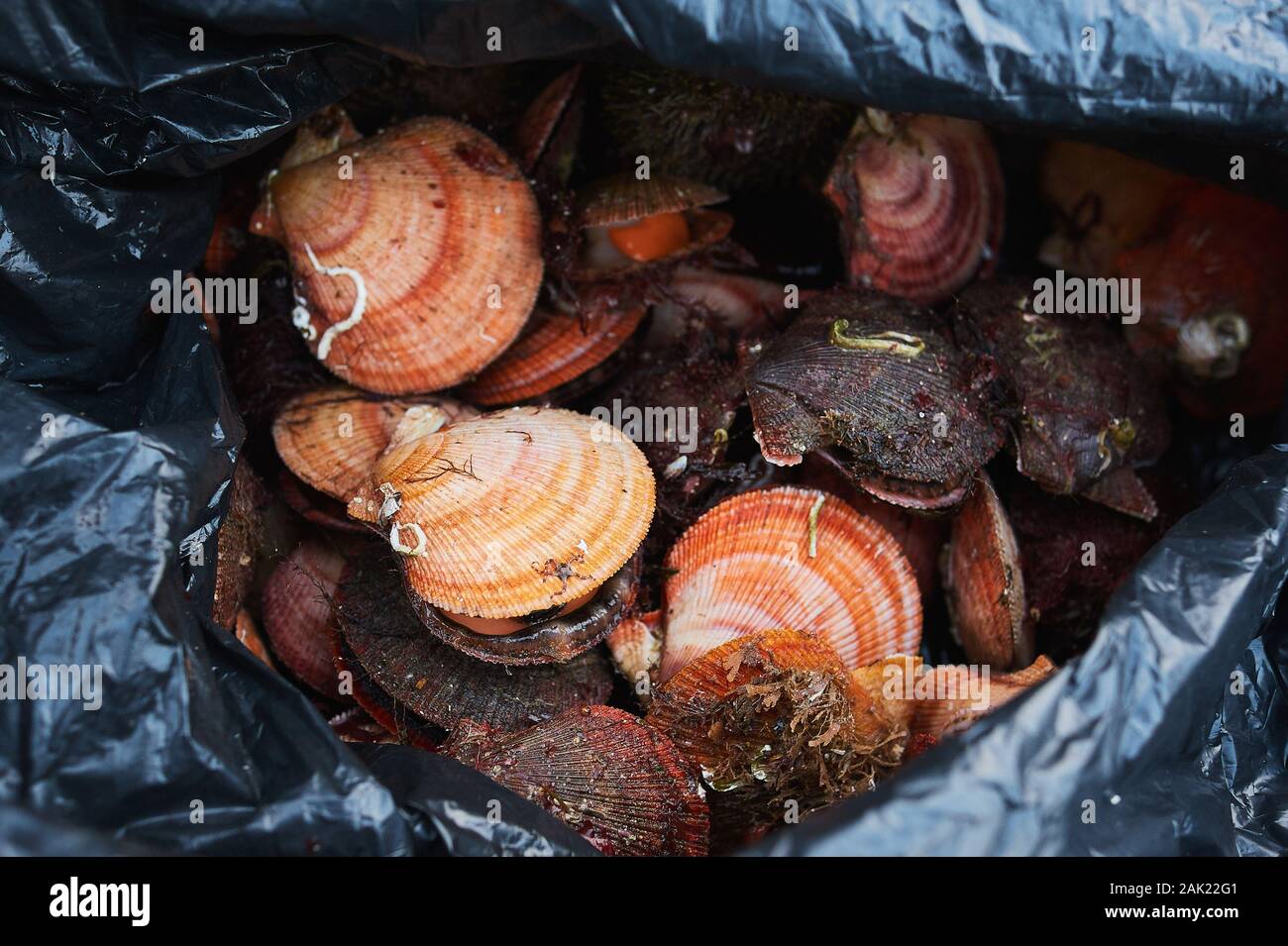 fresh raw quahog in the bag on ice,close up Stock Photo