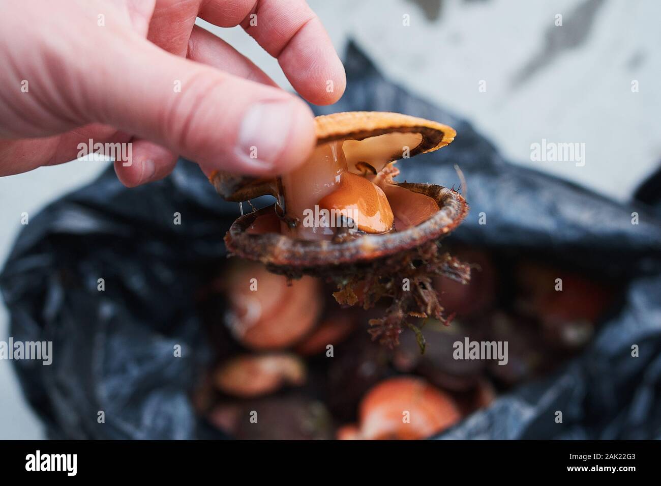 fresh raw quahog in the bag on ice,close up Stock Photo