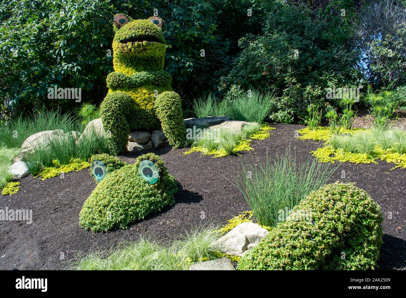 Frog shaped bushed in green landscaped gardens Stock Photo