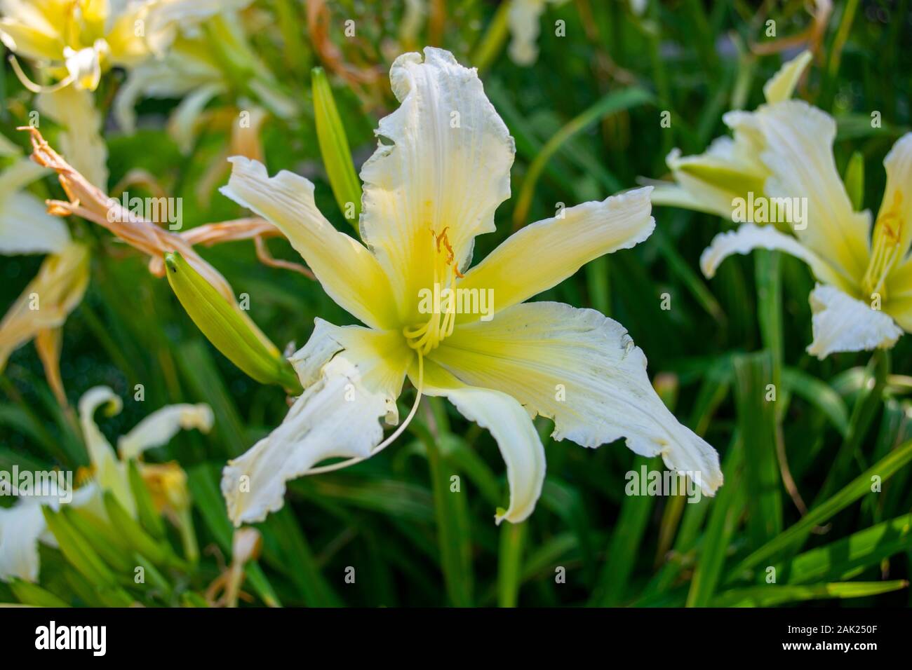 A closeup of a beautiful yellow tropical flower amongst others Stock Photo