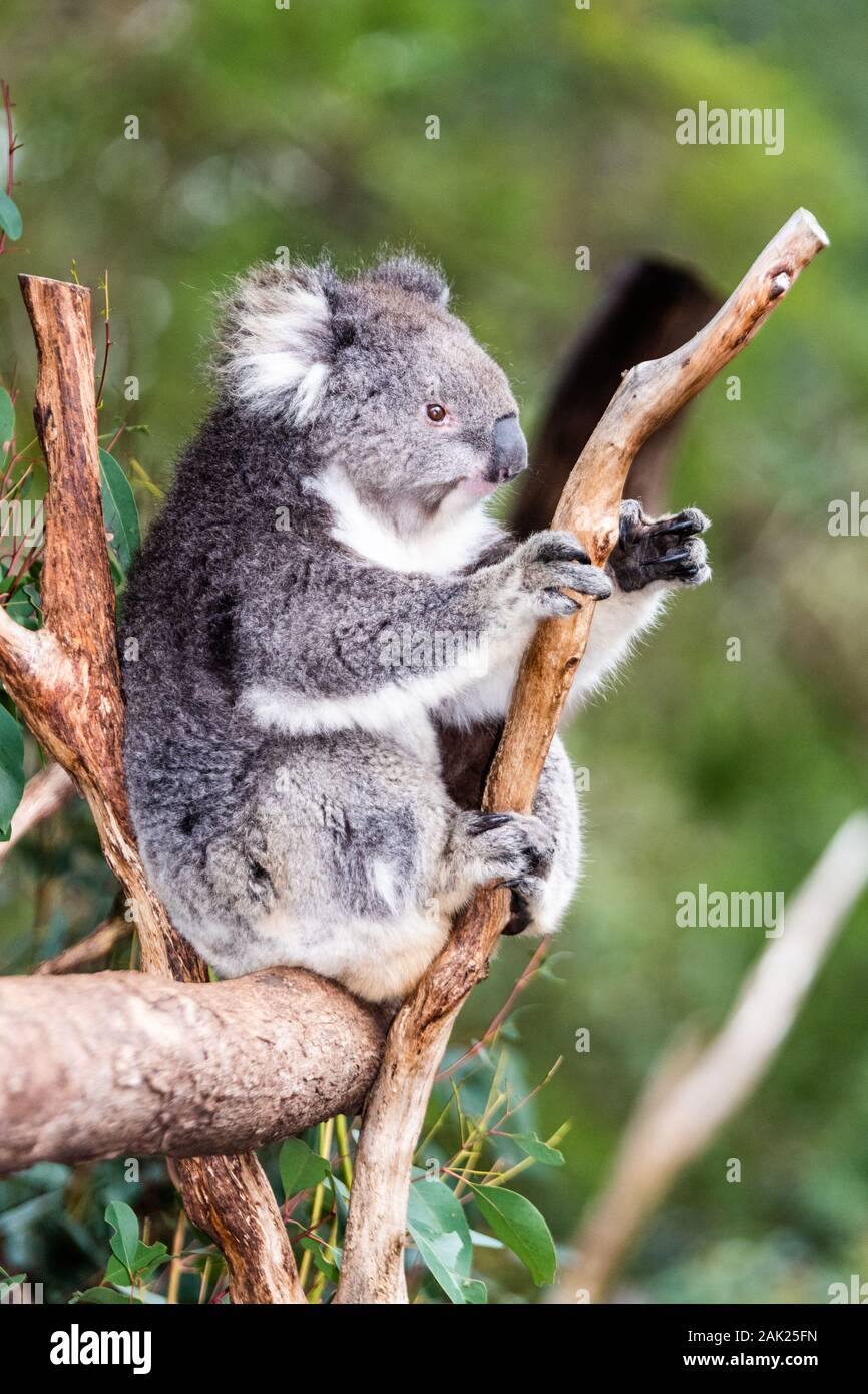 Portrait of a koala sitting in a tree with branches on a green background. Stock Photo