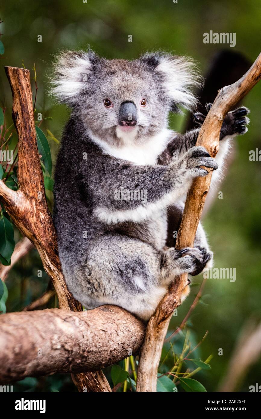Portrait of a koala sitting in a tree with branches on a green background. Stock Photo