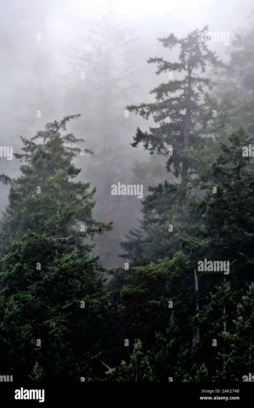 Vancouver Island rain forest Stock Photo