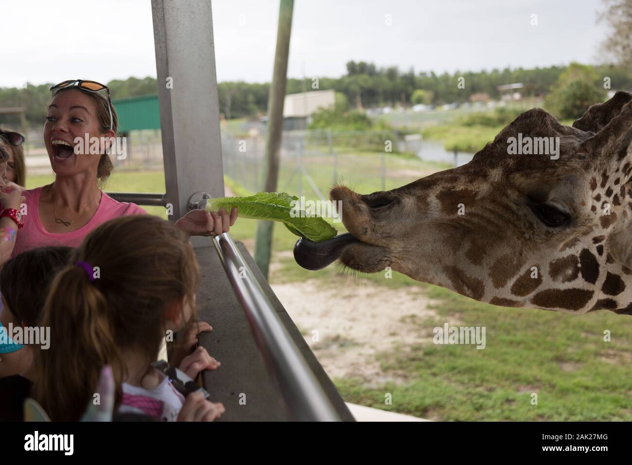 A female Lion Country Safari guest reacts with joyous excitement as a hungry giraffe snags a fresh piece of lettuce from her with his tongue. Stock Photo