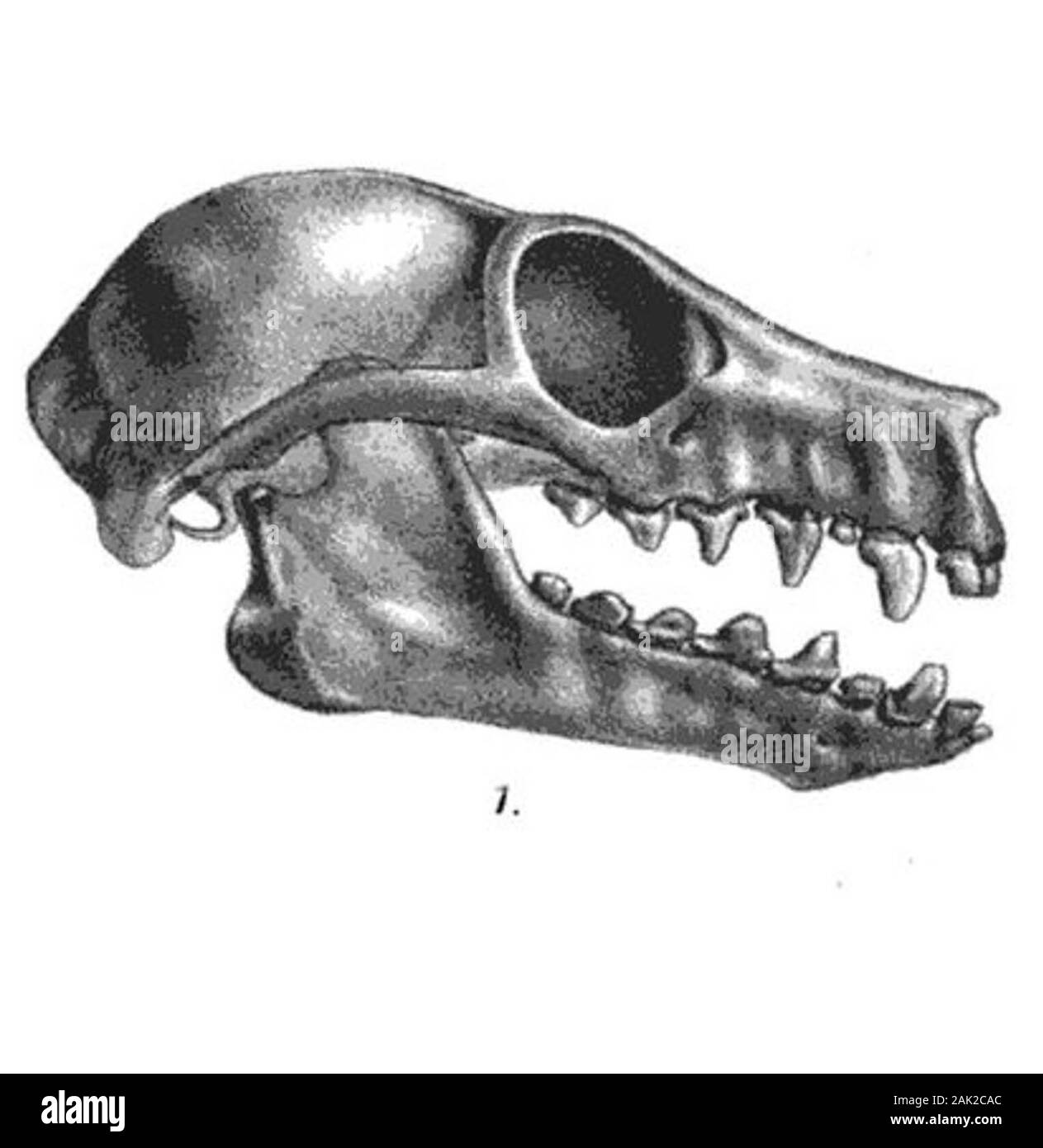 Illustration of the skull of the white-winged flying fox, Stock Photo