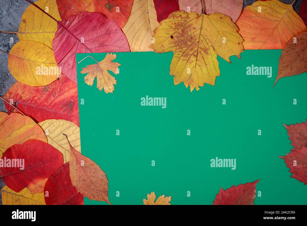 colored background with autumn leaves with place for text Stock Photo ...