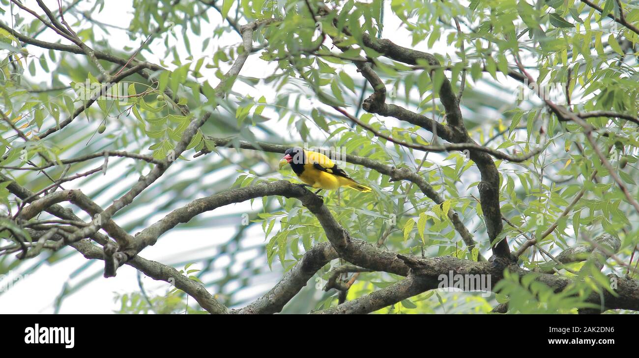 a black hooded oriole (oriolus xanthornus) eating neem (azadirachta indica) fruits, countryside of west bengal in india Stock Photo