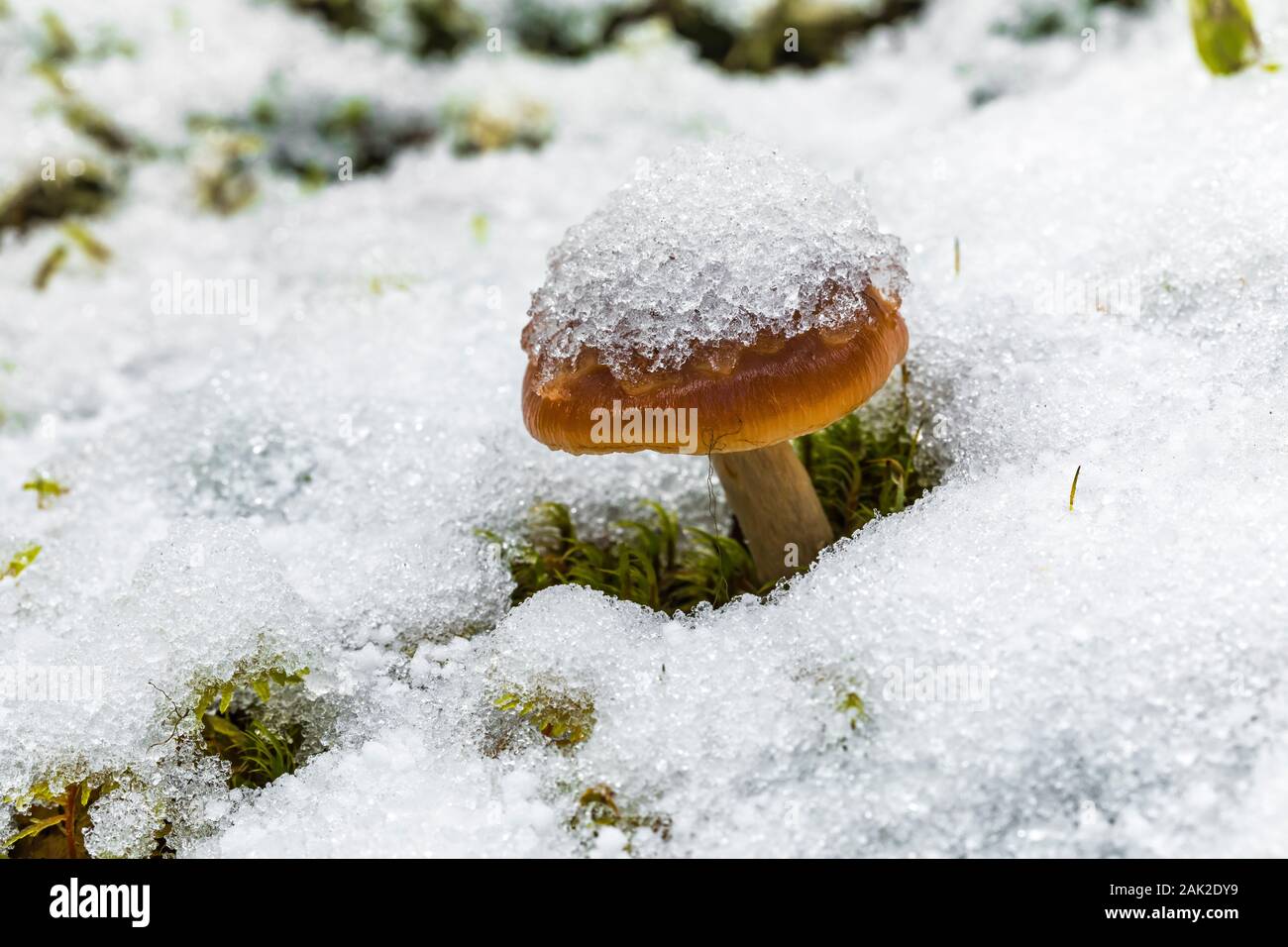 Mushroom in fresh snow along trail to Linda Lake from Lake O'Hara in September in Yoho National Park, British Columbia, Canada Stock Photo