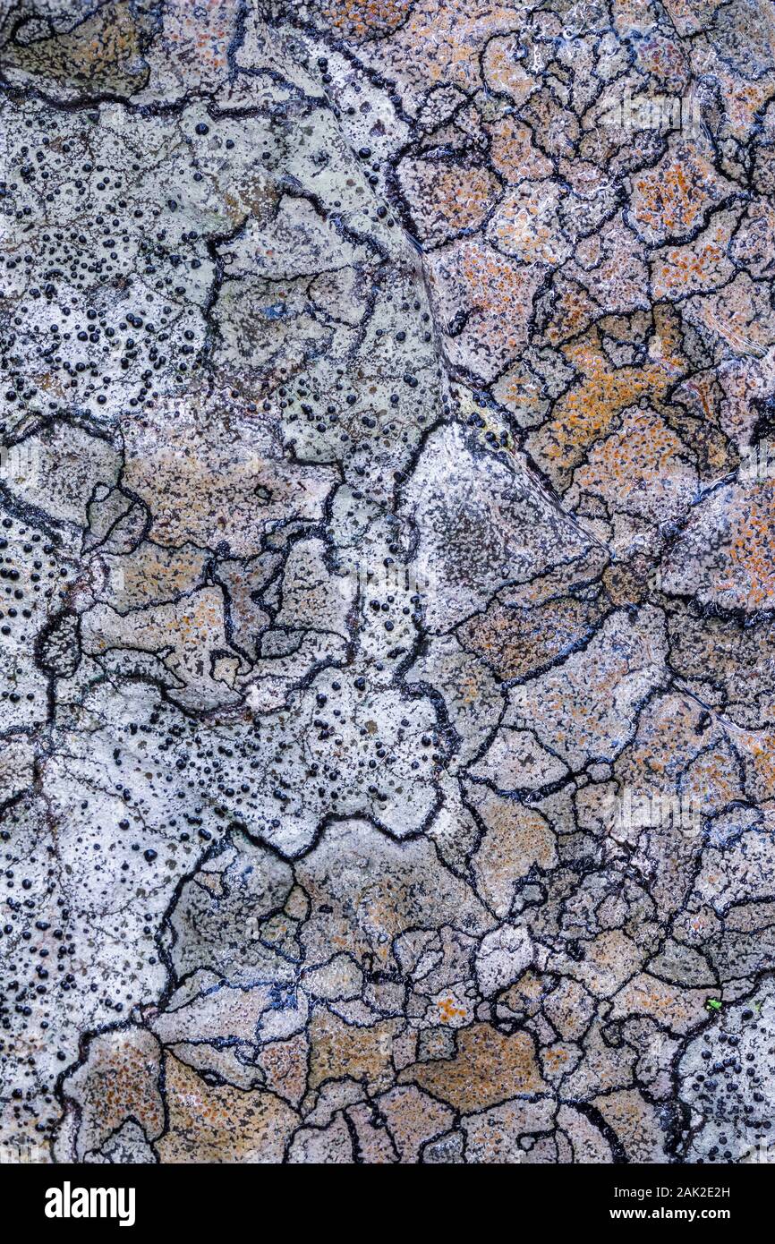 Map Lichen growing on rock along the trail to Linda Lake from Lake O'Hara in September in Yoho National Park, British Columbia, Canada Stock Photo
