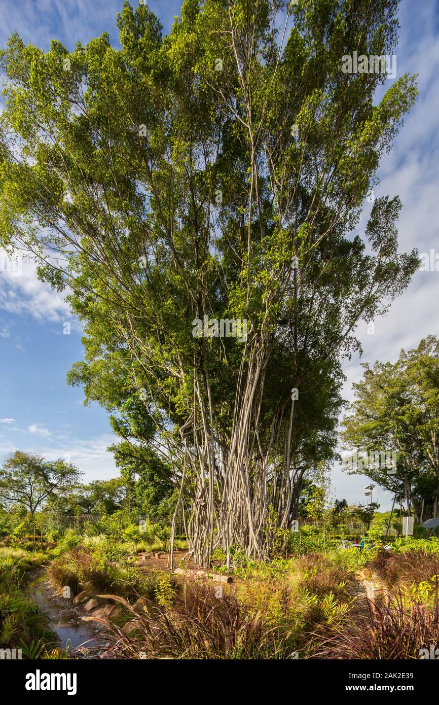Tall trees at Sembawang Hot Spring Park, Singapore Stock Photo Alamy