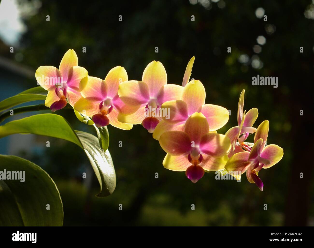 Beautiful and colorful Indonesian orchid with bokeh background. Stock Photo