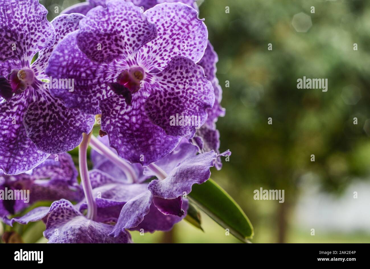 Beautiful and colorful Indonesian orchid with bokeh background. Stock Photo
