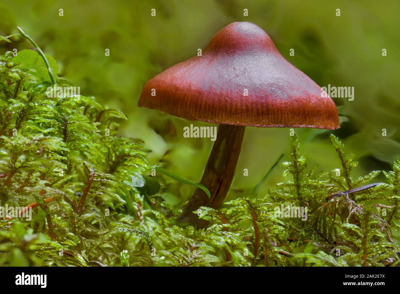 Mushroom in luxurious mosses along trail to Linda Lake from Lake O'Hara in September in Yoho National Park, British Columbia, Canada Stock Photo