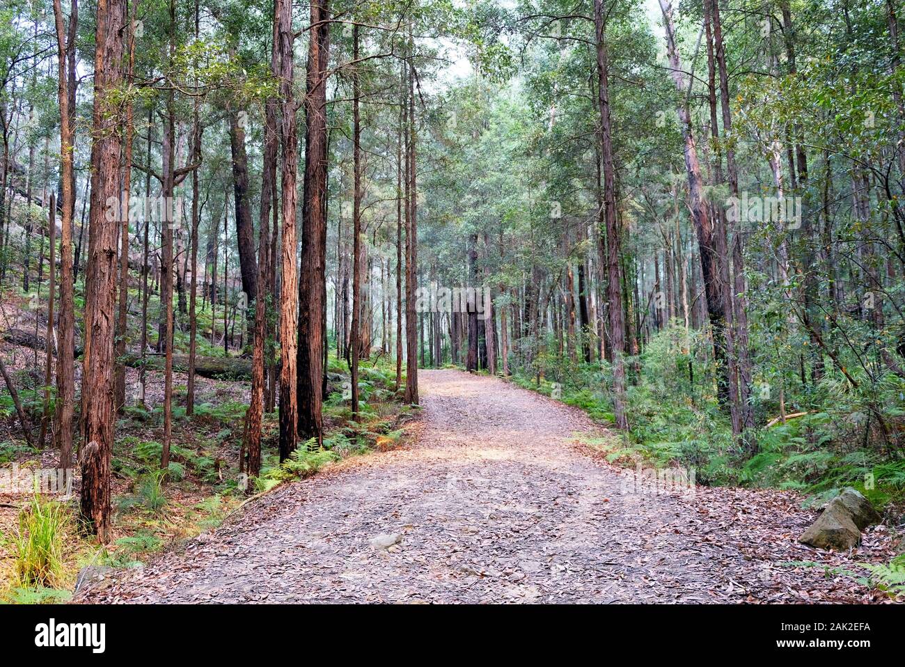 Bush walk and a walking track in wild forest in Berowra National Park, Australia Stock Photo