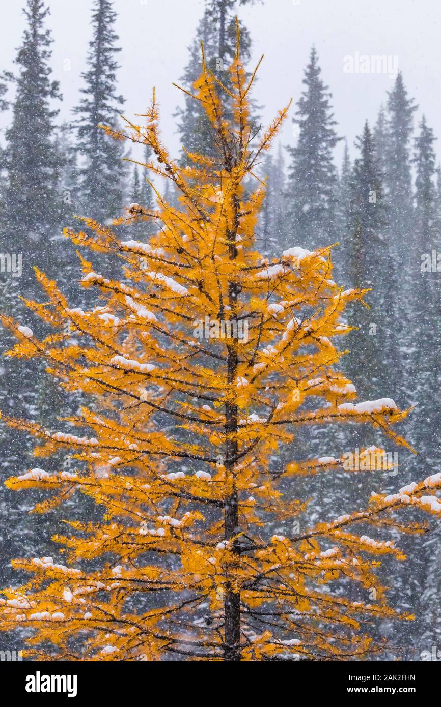 Alpine Larch, Larix lyallii, on a snowy day along the trail system near Lake O'Hara in September in Yoho National Park, British Columbia, Canada Stock Photo