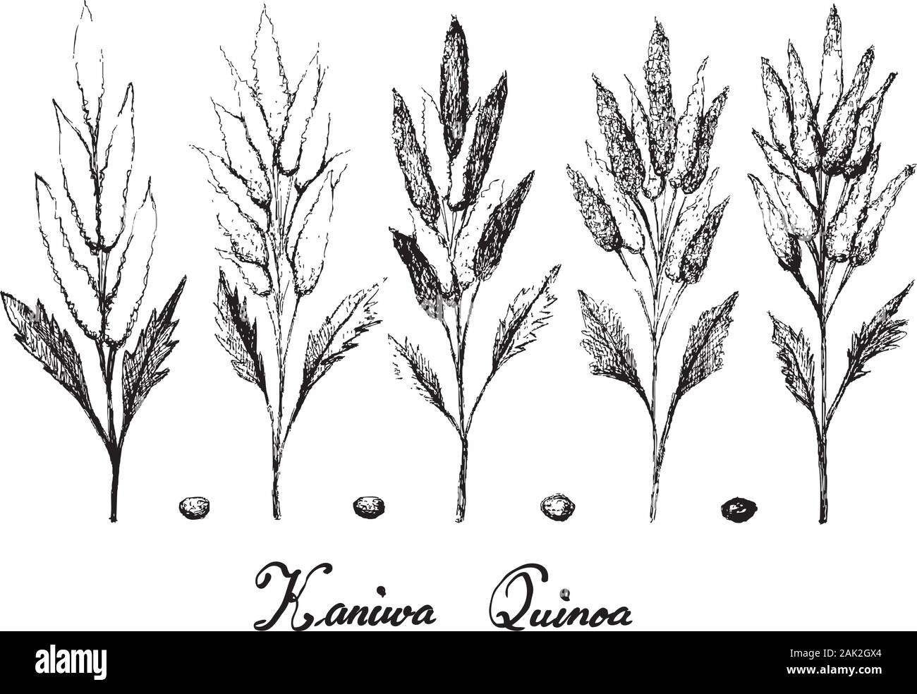 Illustration Hand Drawn Sketch of Ripe Chenopodium Pallidicaule or Kaniwa Plants and Seed Isolated on White Background. Stock Vector