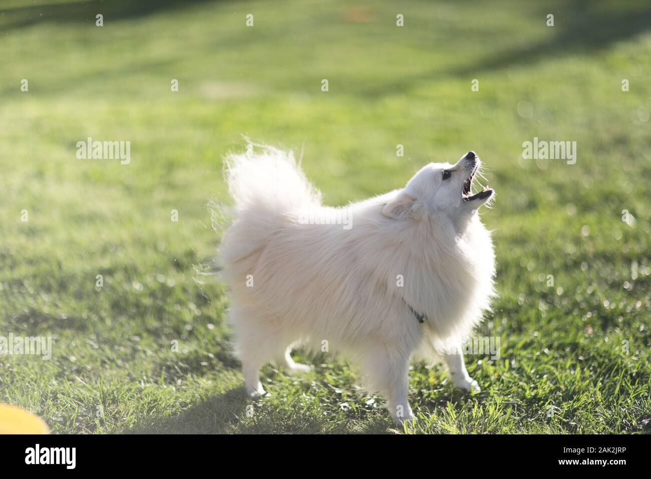 tiny white fluffy dog