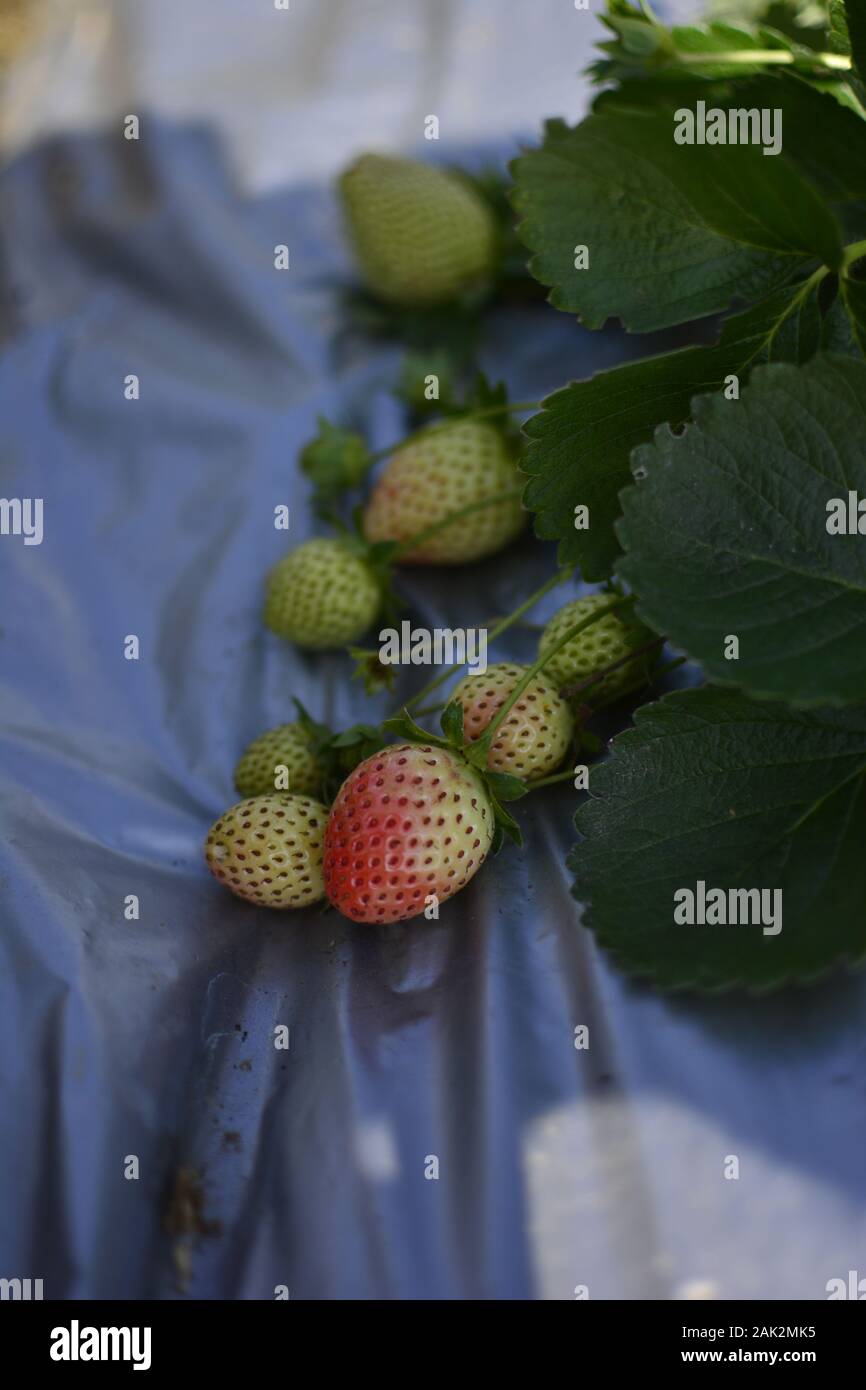 Strawberry Garden in Munnar, Kerla Stock Photo