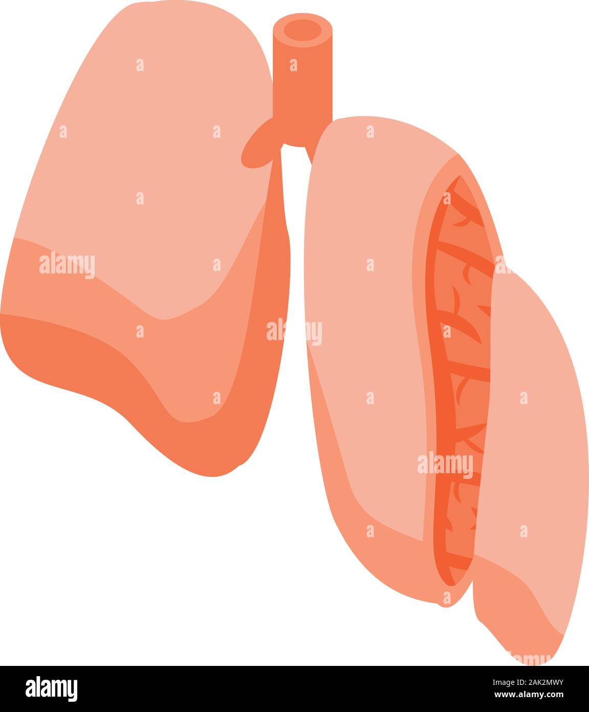 Section lungs icon, isometric style Stock Vector