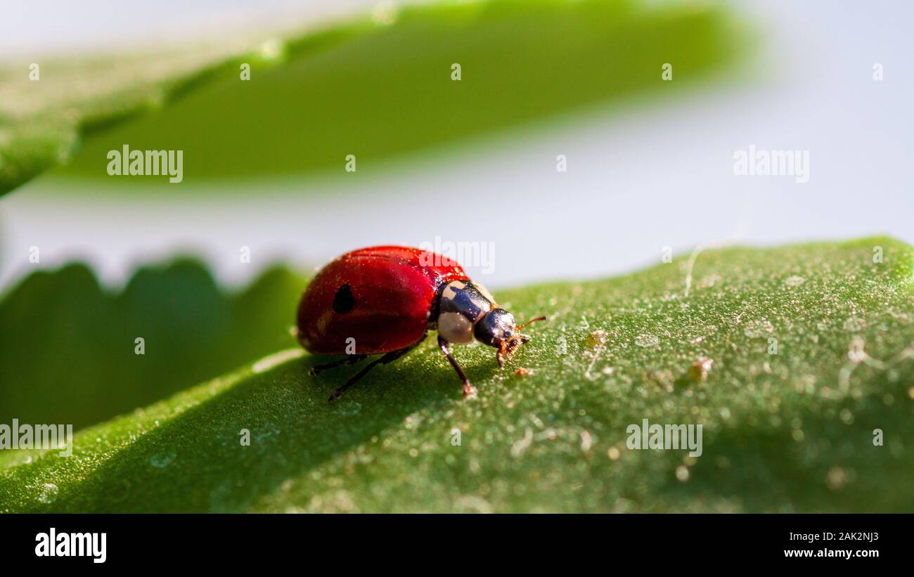 Macro of ladybug on a blade of grass in the morning sun Ladybug bug
