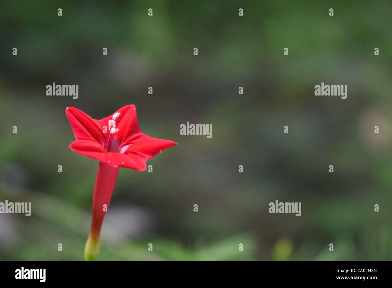 A cypress vine or red morning glory in green nature. Surakarta, Indonesia. Stock Photo