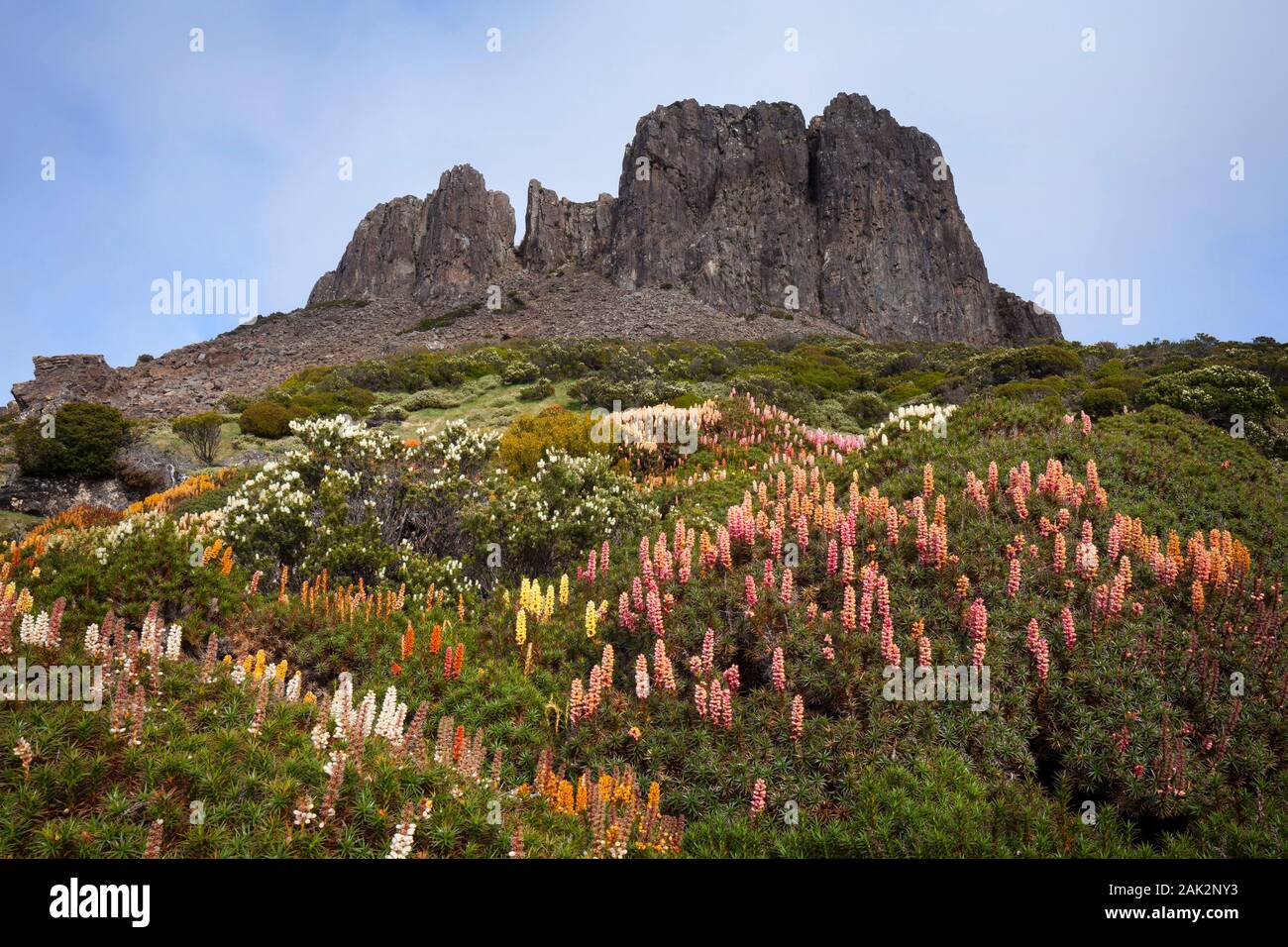 Solomons Throne and flowering Scoparia - Walls of Jerusalem Nat. Park - Tasmania Stock Photo